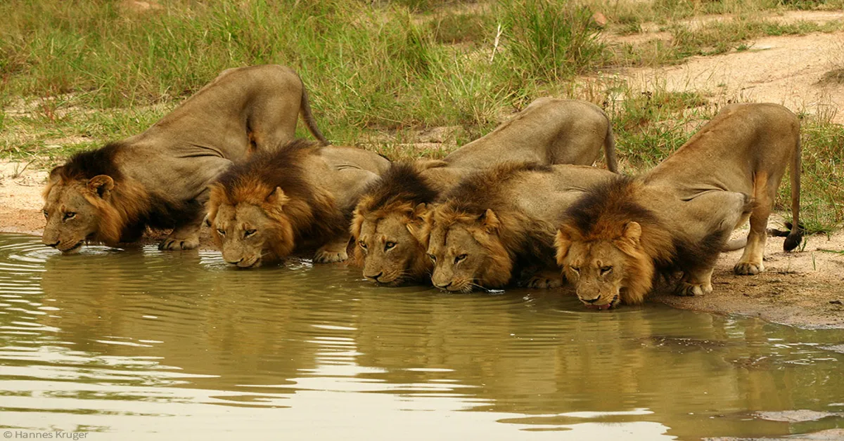 what called lions group